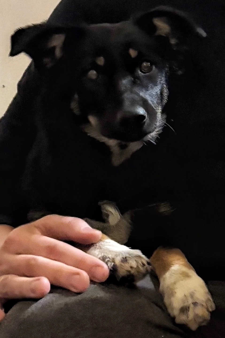 Пропала собака в Магнитогорске — фото объявления