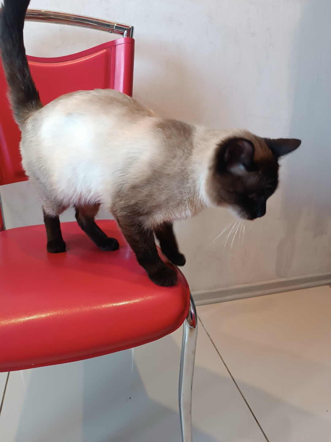 Найдена кошка в Магнитогорске — фото объявления