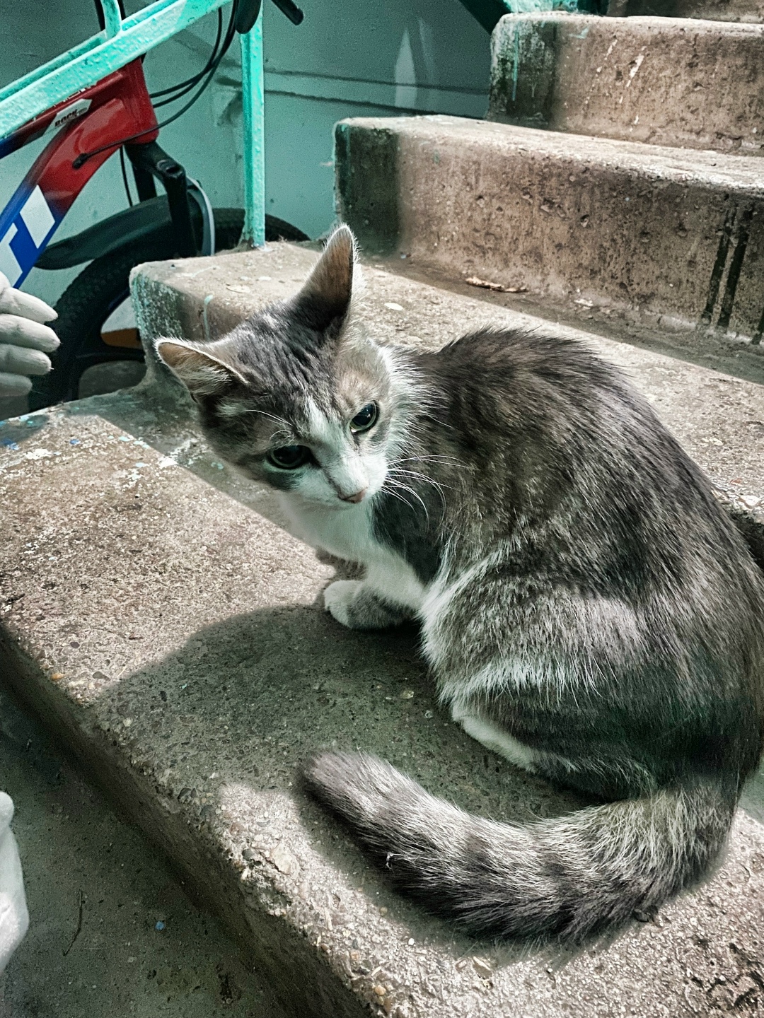 Пропала кошка в Магнитогорске — фото объявления