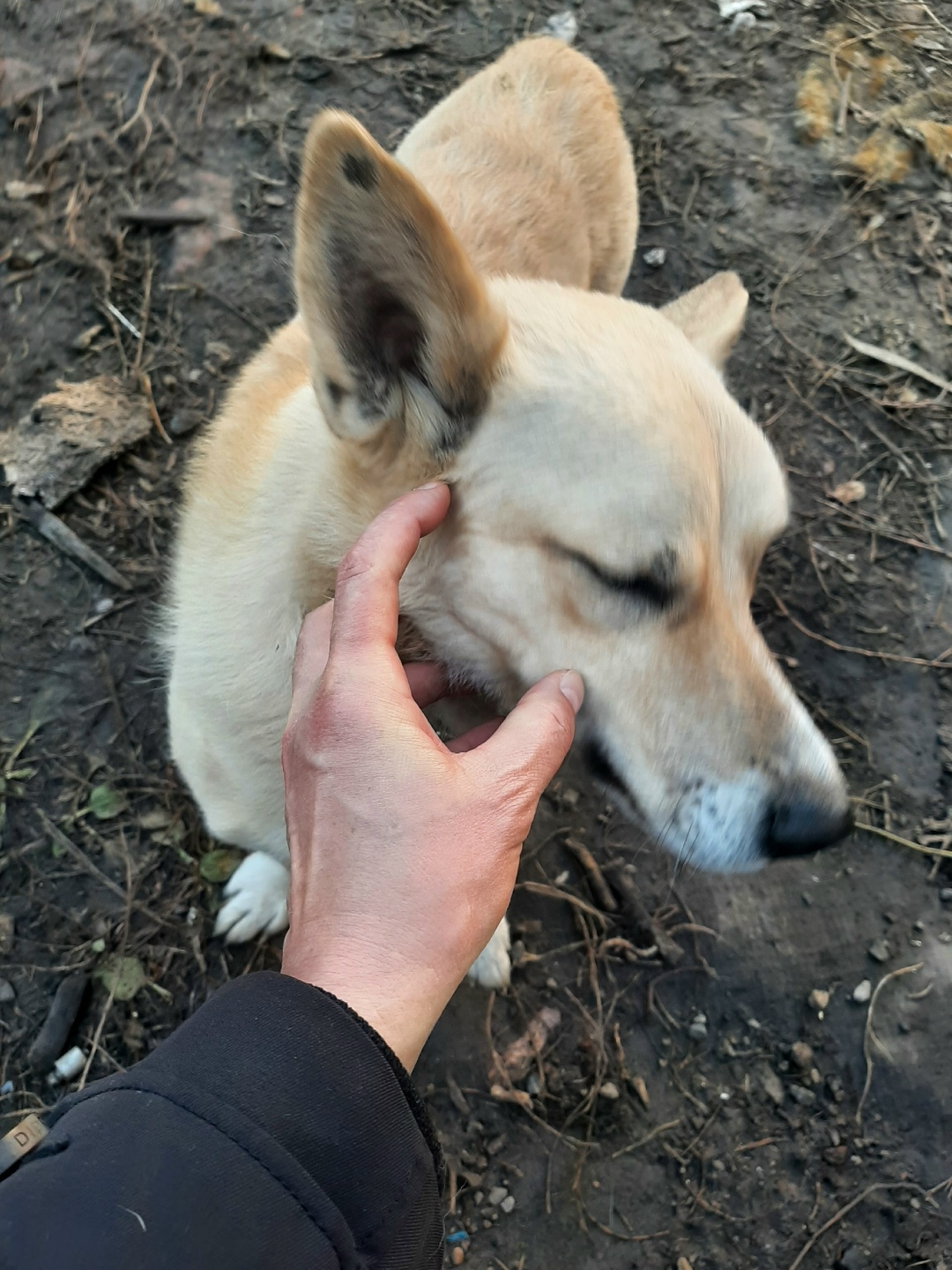 Пропала собака в Магнитогорске — фото объявления