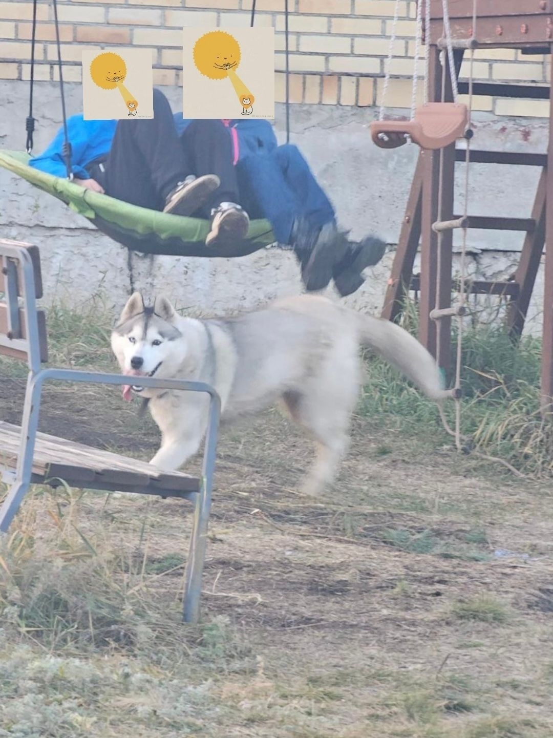 Пропала собака в Магнитогорске — фото объявления