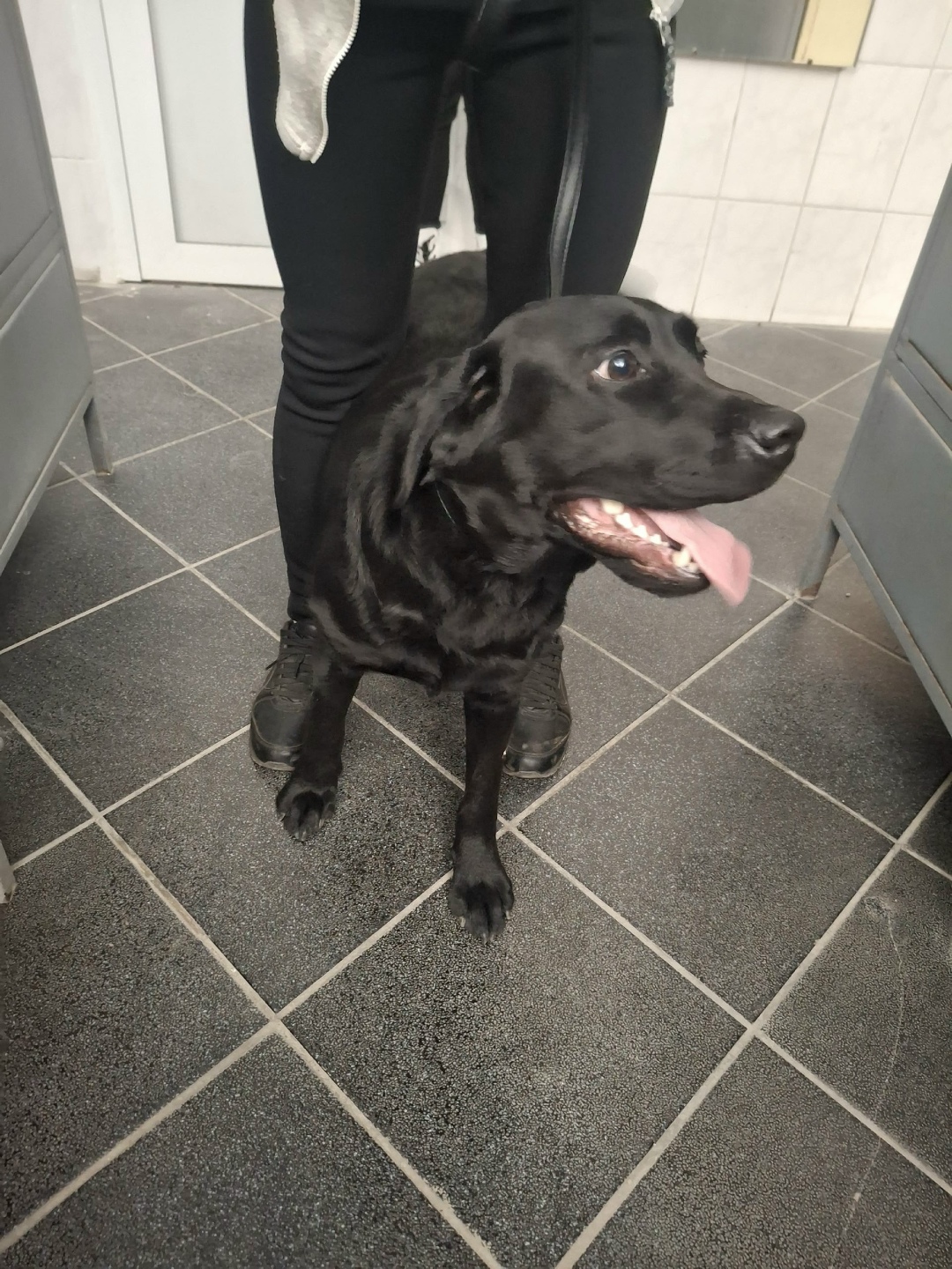 Пропала собака в Магнитогорске — фото объявления