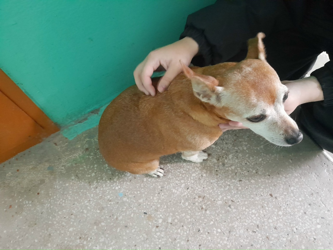 Найдена собака в Магнитогорске — фото объявления