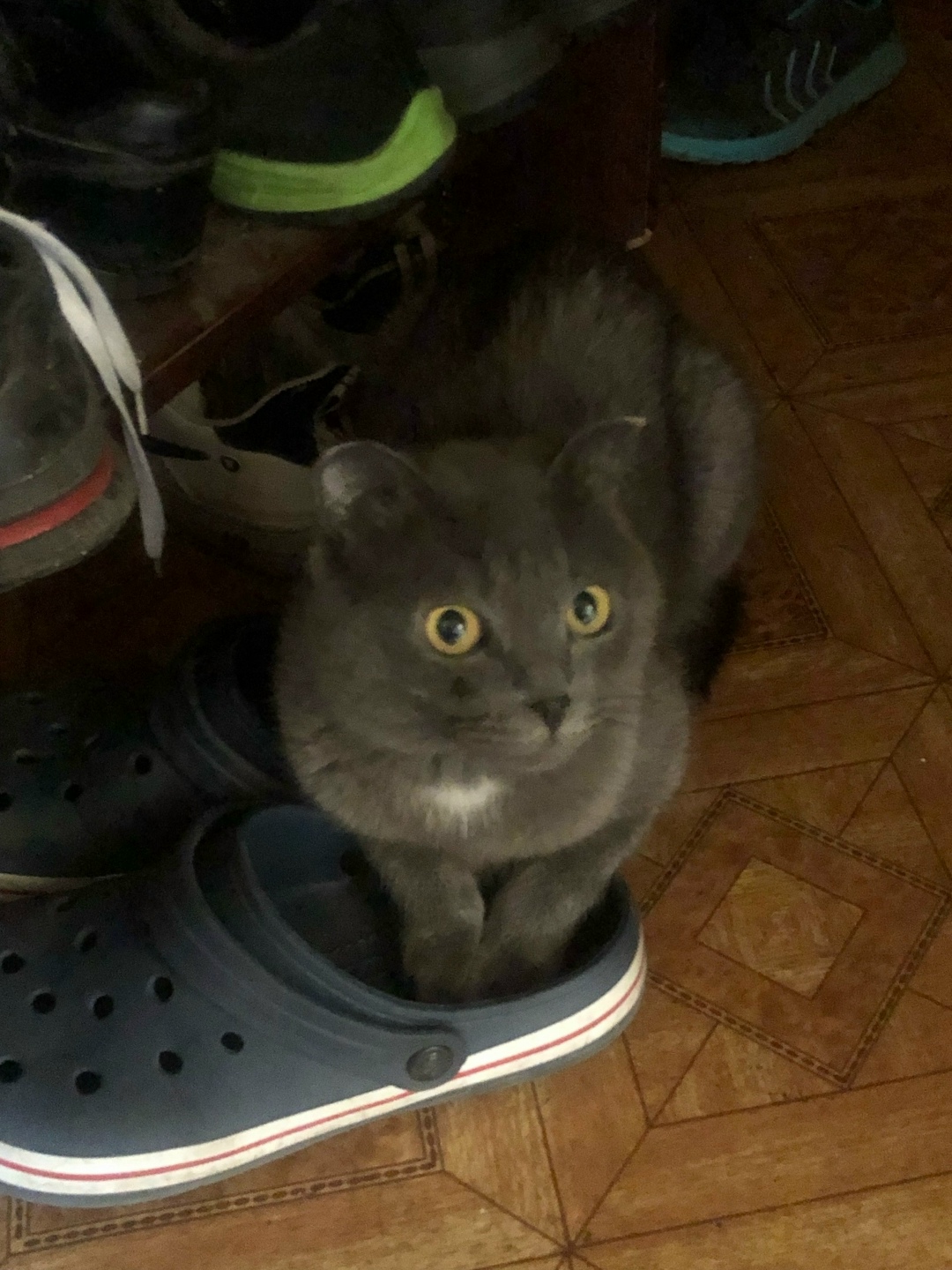 Пропала кошка в Магнитогорске — фото объявления