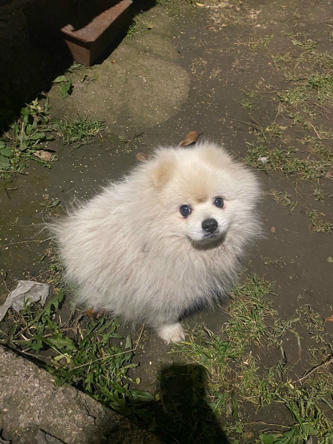 Пропала собака в Магнитогорске — фото объявления