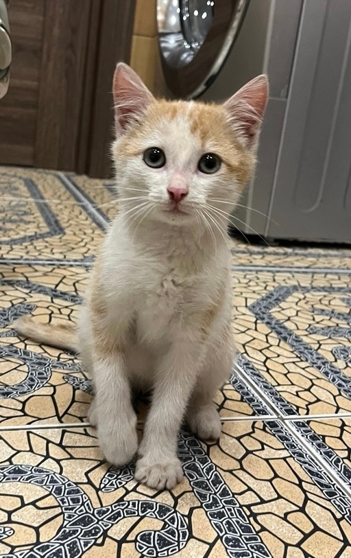 Найдена кошка в Магнитогорске — фото объявления