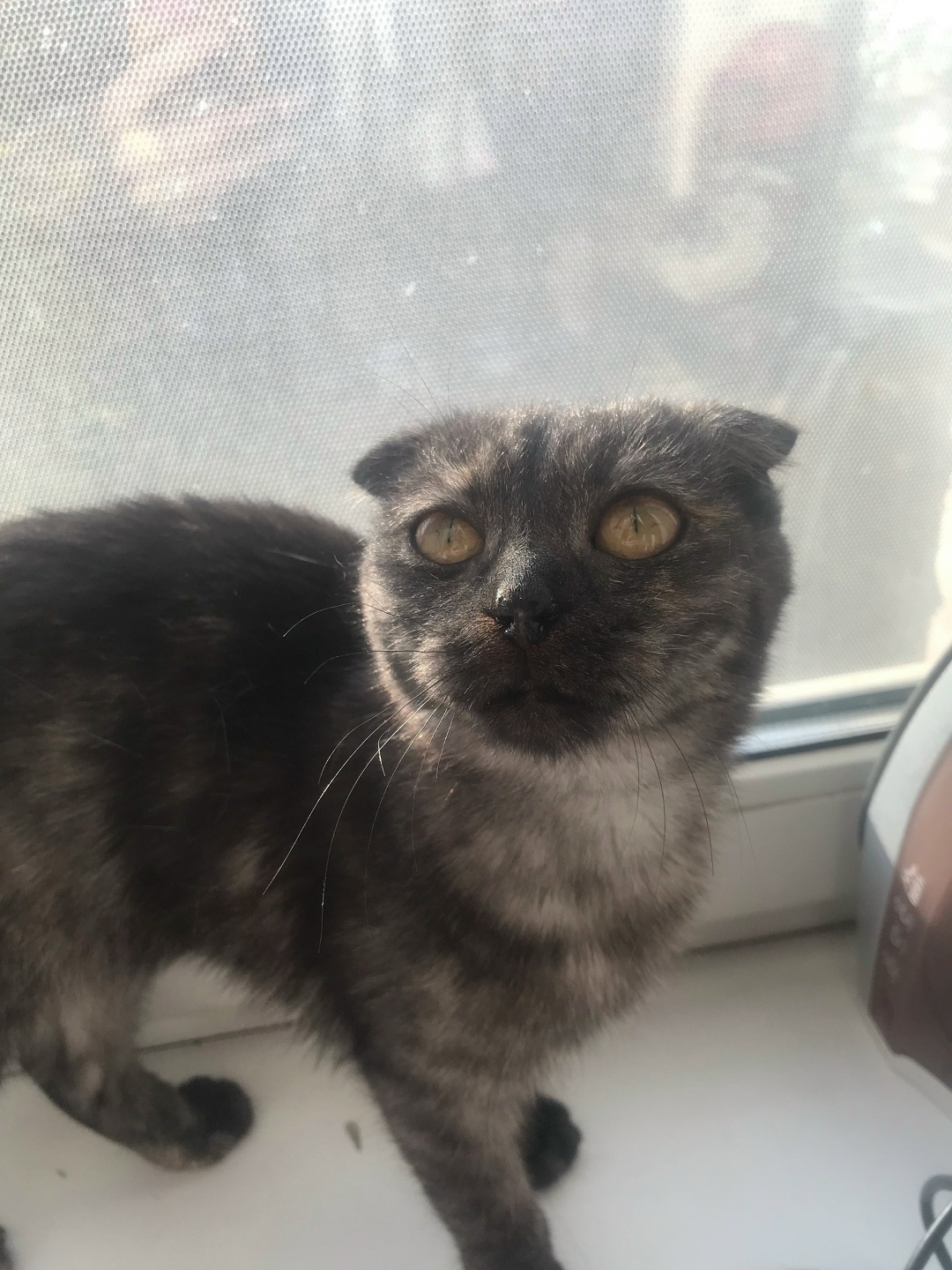 Найдена кошка в Магнитогорске — фото объявления