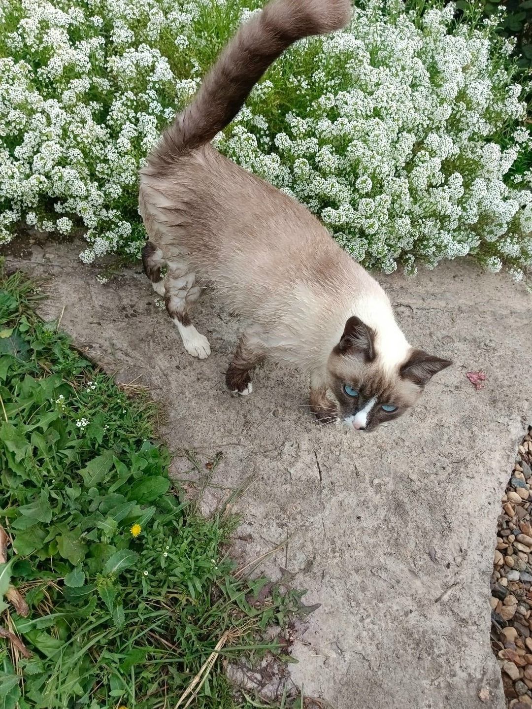 Пропала кошка в Магнитогорске — фото объявления