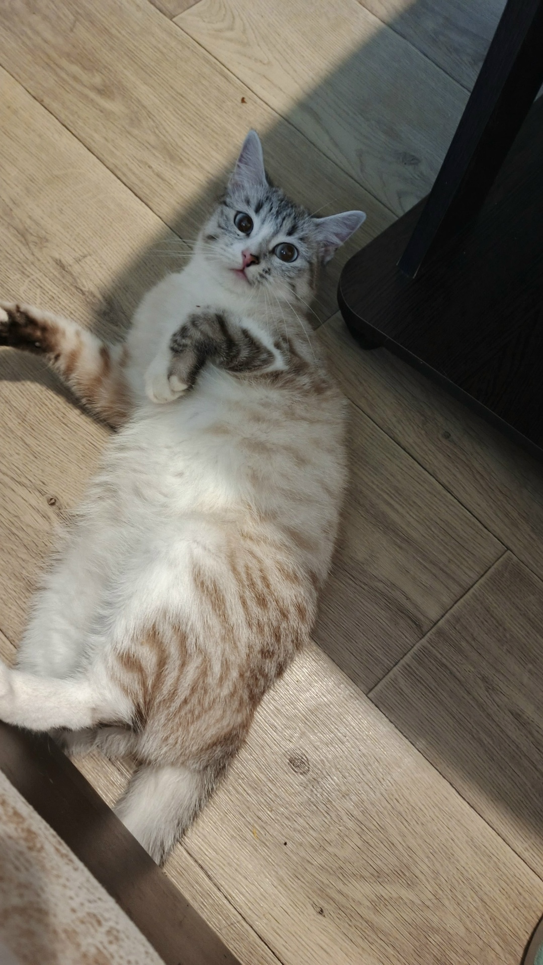 Найдена кошка в Магнитогорске — фото объявления