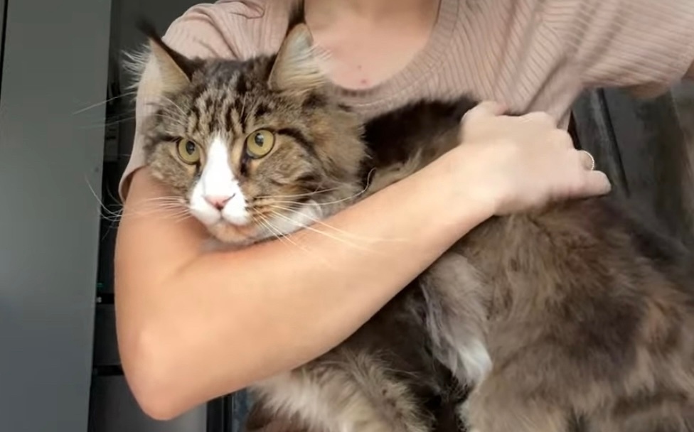 Найдена кошка в Магнитогорске — фото объявления