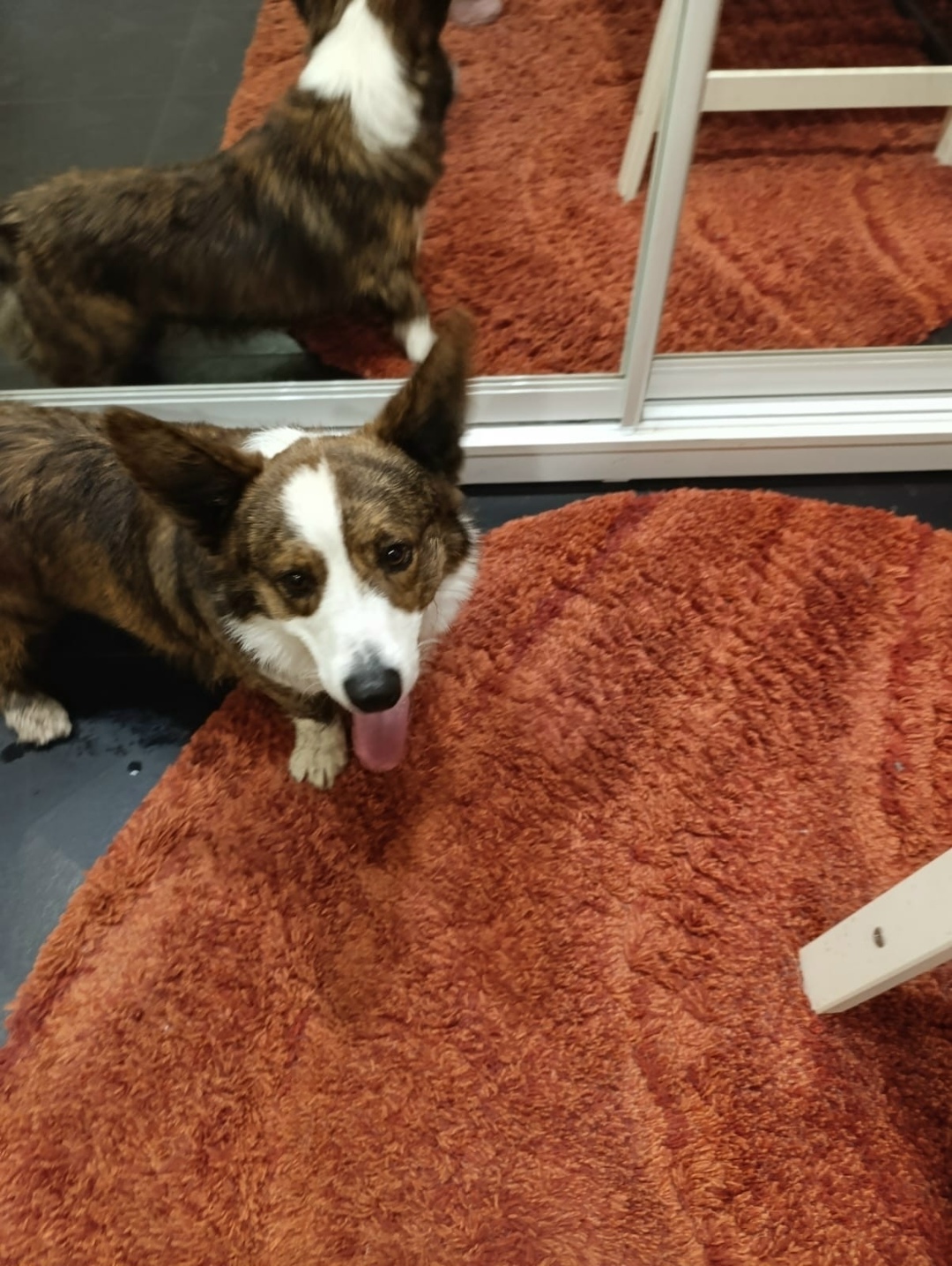 Найдена собака в Твери — фото объявления