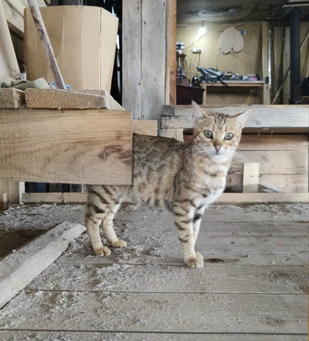 Найдена кошка в Твери — фото объявления