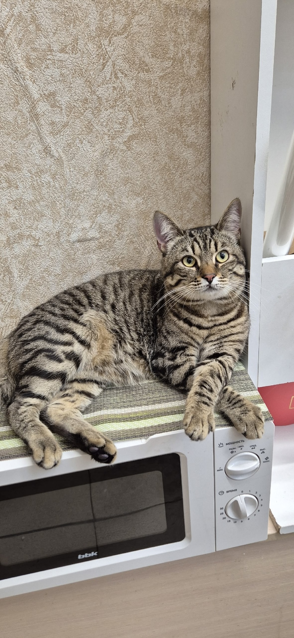 Найдена кошка в Твери — фото объявления