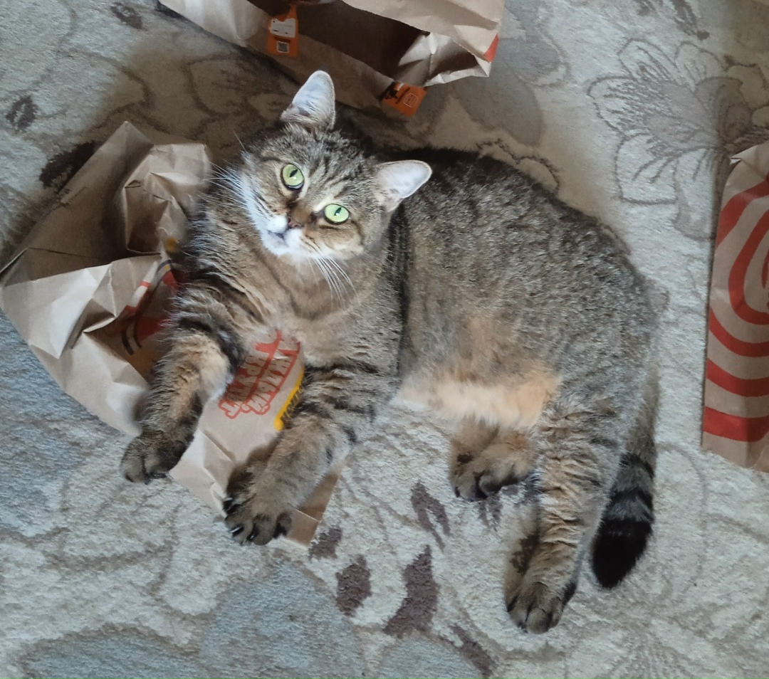 Пропала кошка в Твери — фото объявления