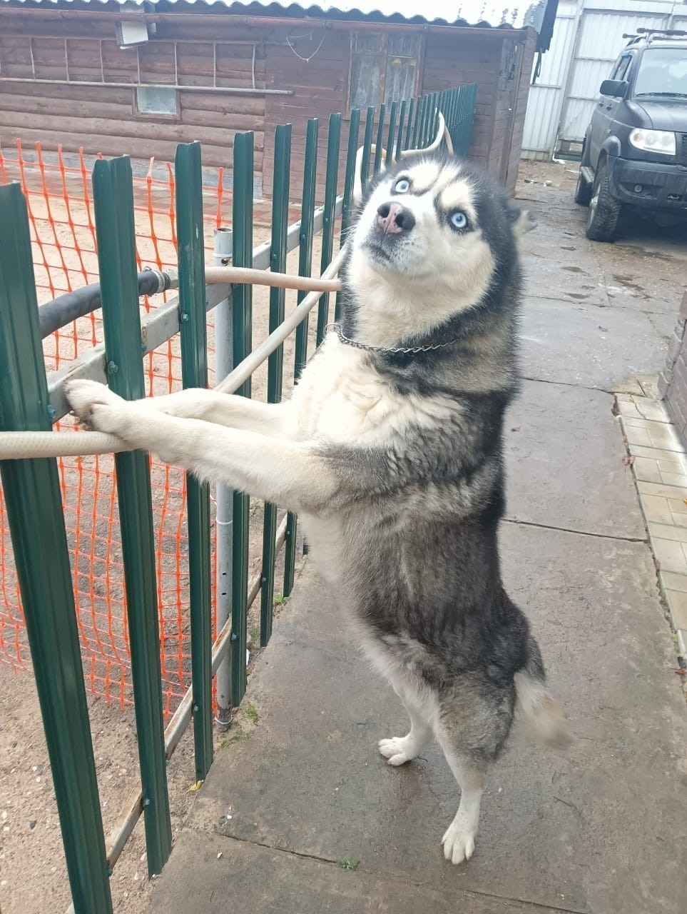 Пропала собака в Твери — фото объявления