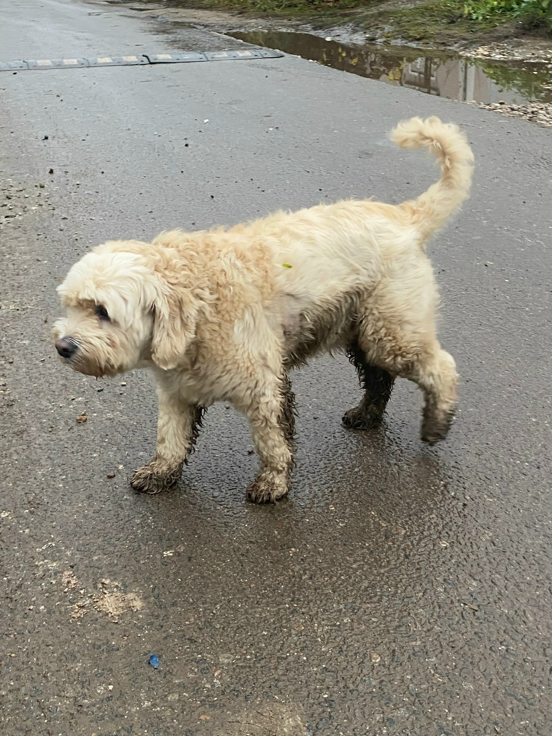Найдена собака в Твери — фото объявления