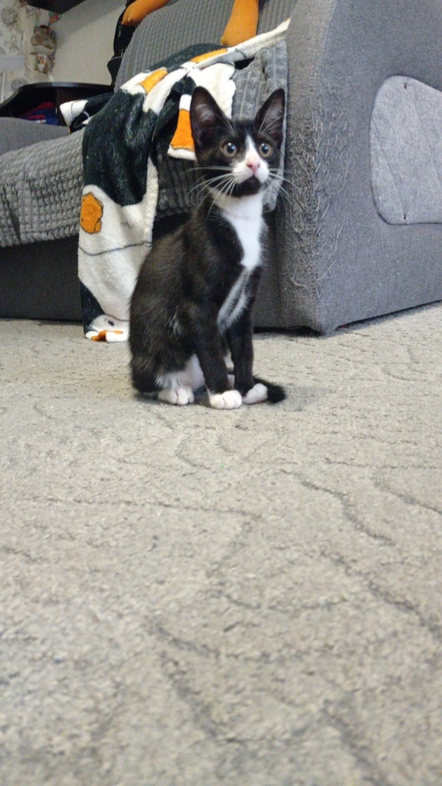 Найдена кошка в Твери — фото объявления