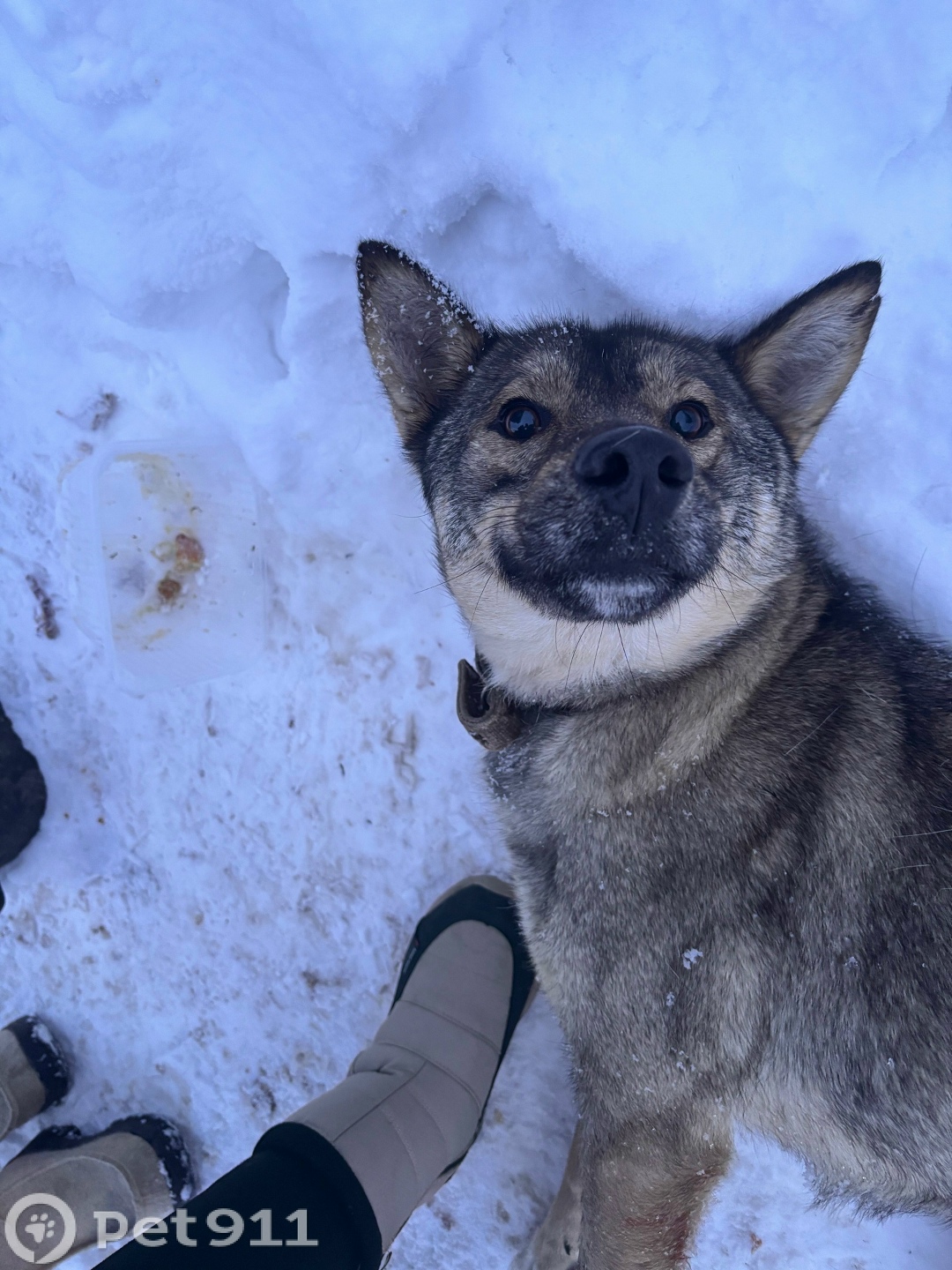 Найдена собака в Твери — фото объявления