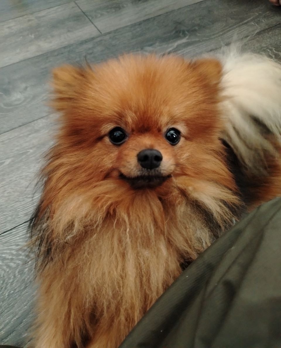 Пропала собака в Курске — фото объявления