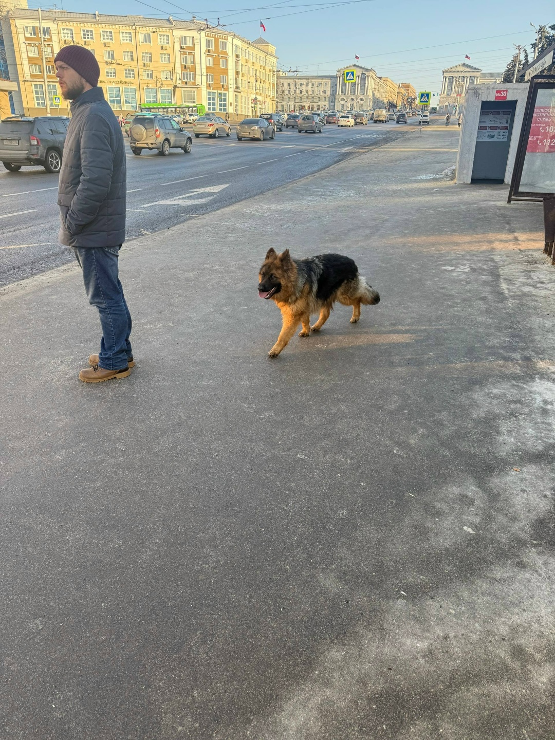 Найдена собака в Курске — фото объявления