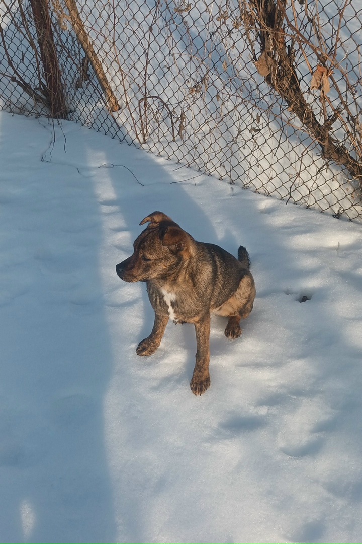 Пропала собака в Курске — фото объявления