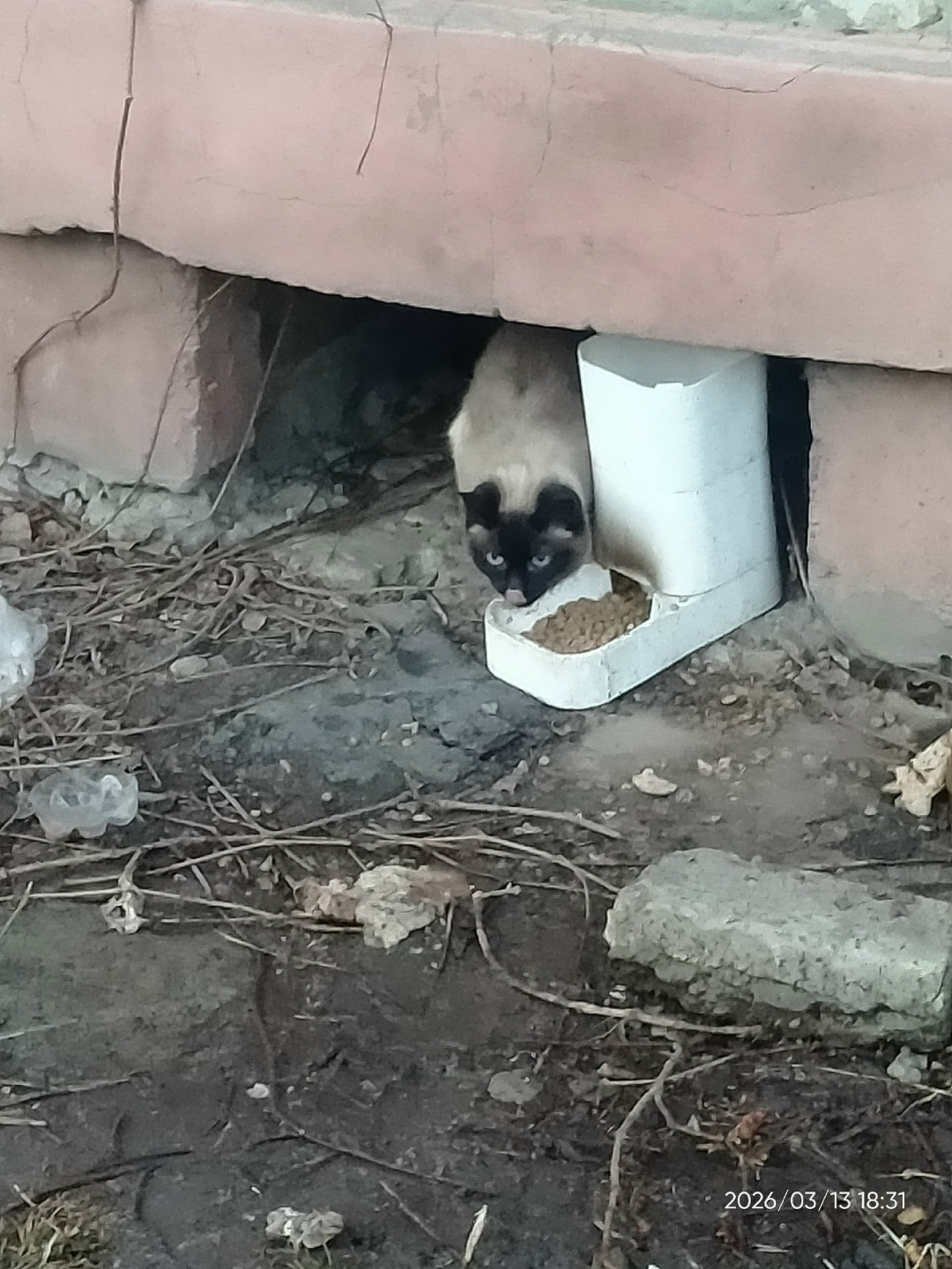 Найдена кошка в Курске — фото объявления