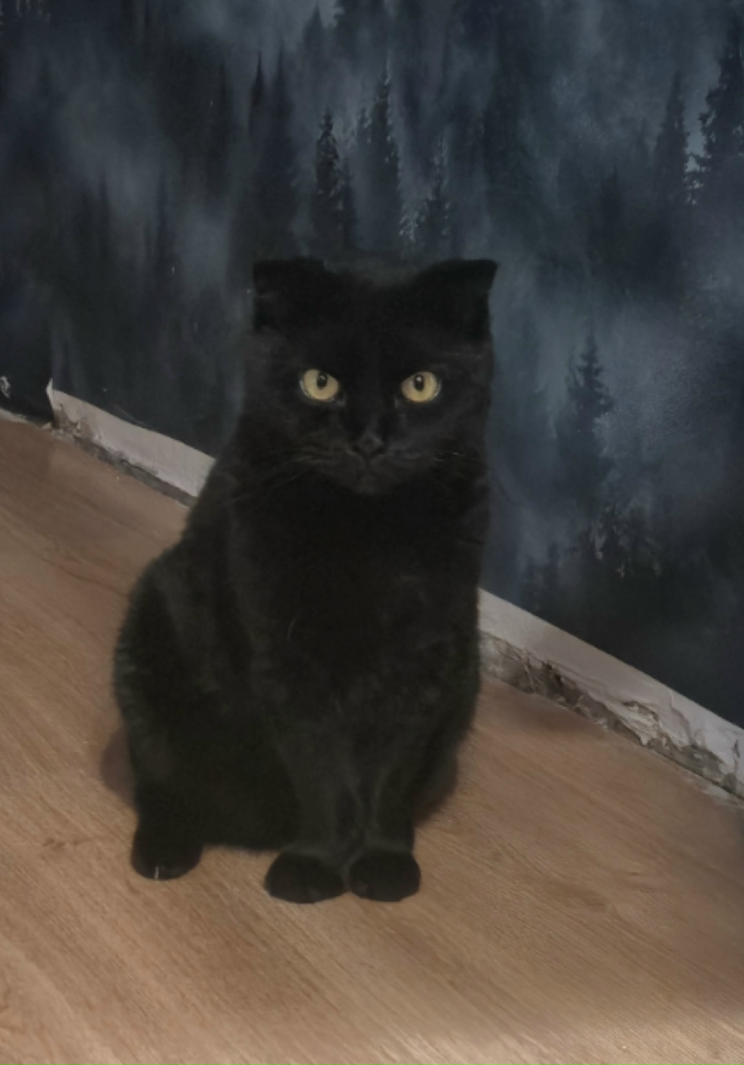 Пропала кошка в Курске — фото объявления