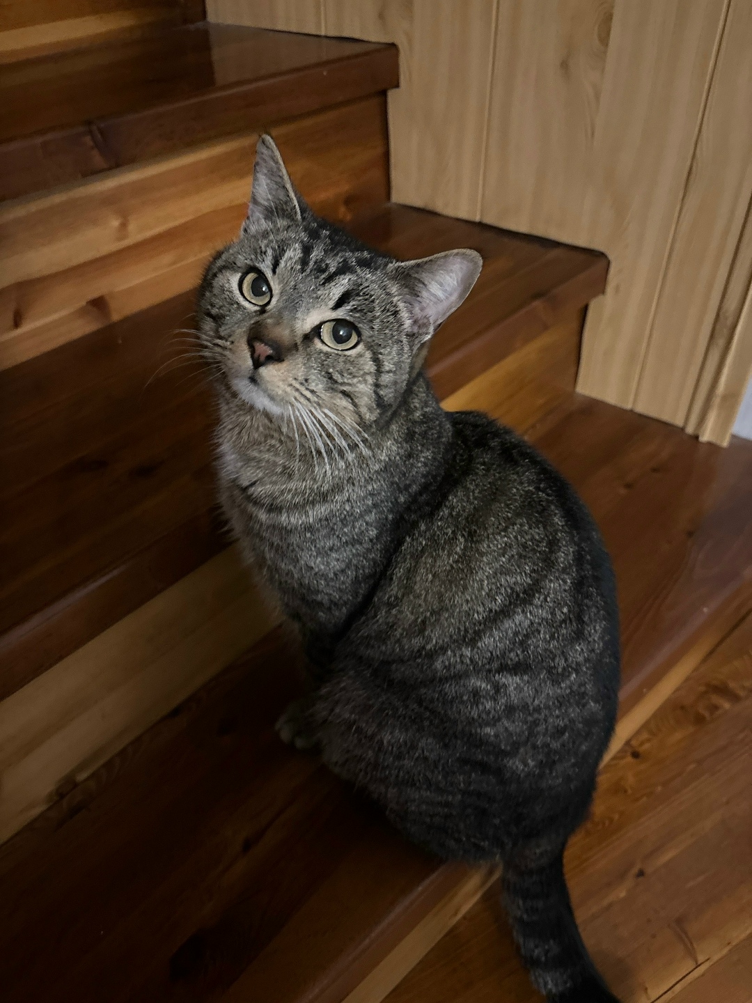 Пропала кошка в Курске — фото объявления