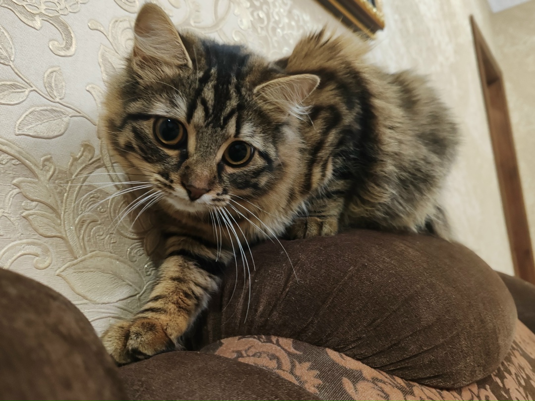 Пропала кошка в Курске — фото объявления