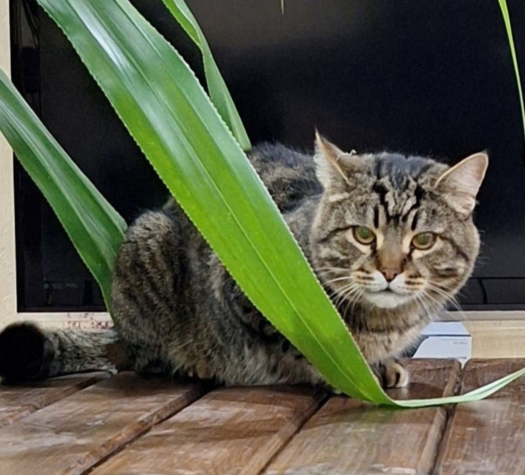 Пропала кошка в Курске — фото объявления