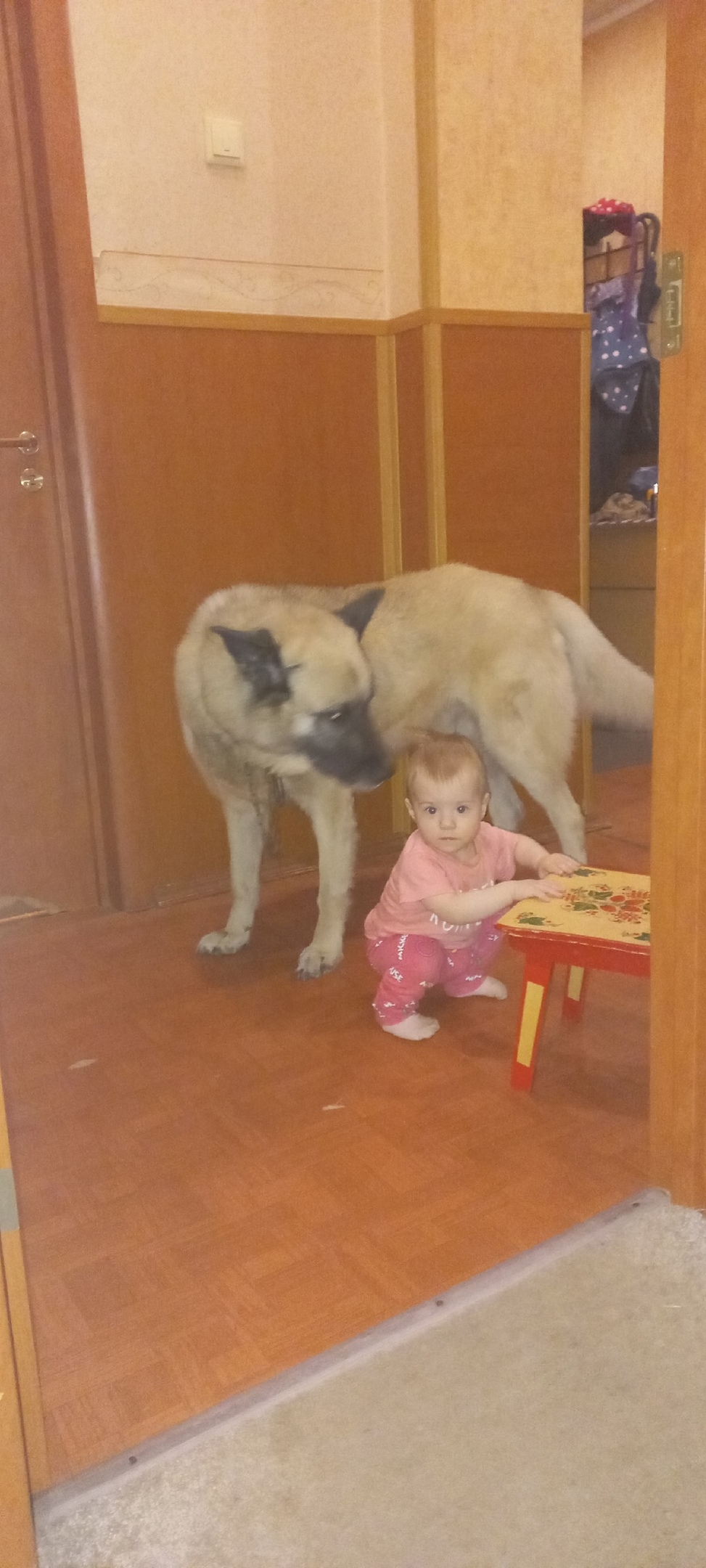 Пропала собака в Курске — фото объявления