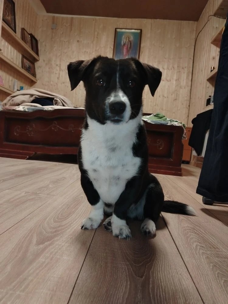 Пропала собака в Курске — фото объявления