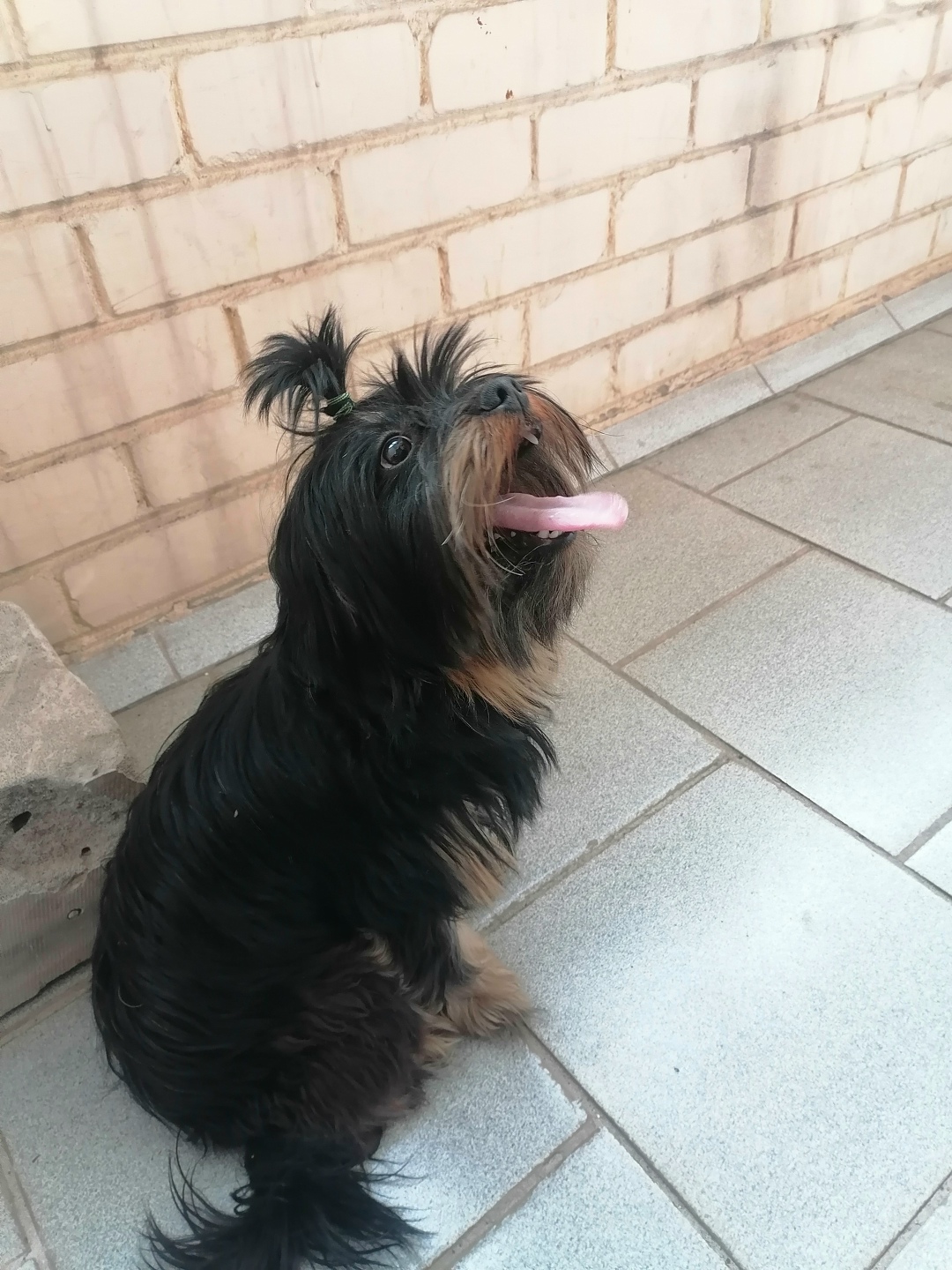 Найдена собака в Курске — фото объявления