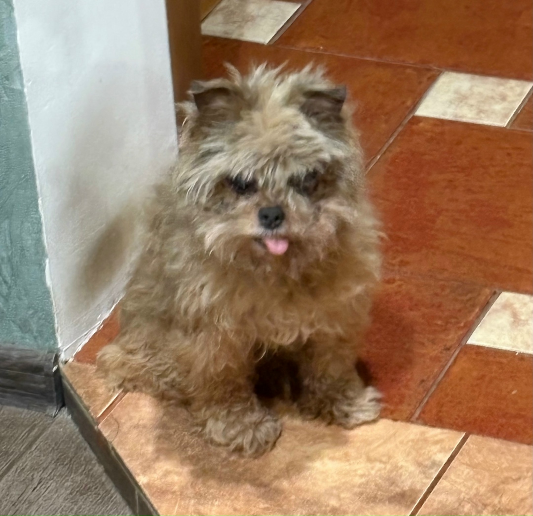 Пропала собака в Курске — фото объявления