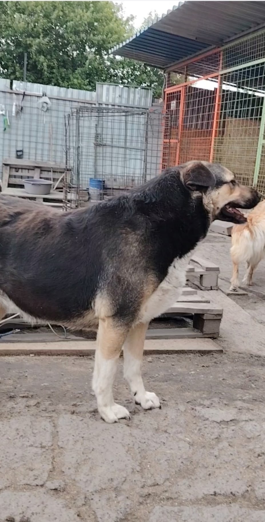 Пропала собака в Курске — фото объявления