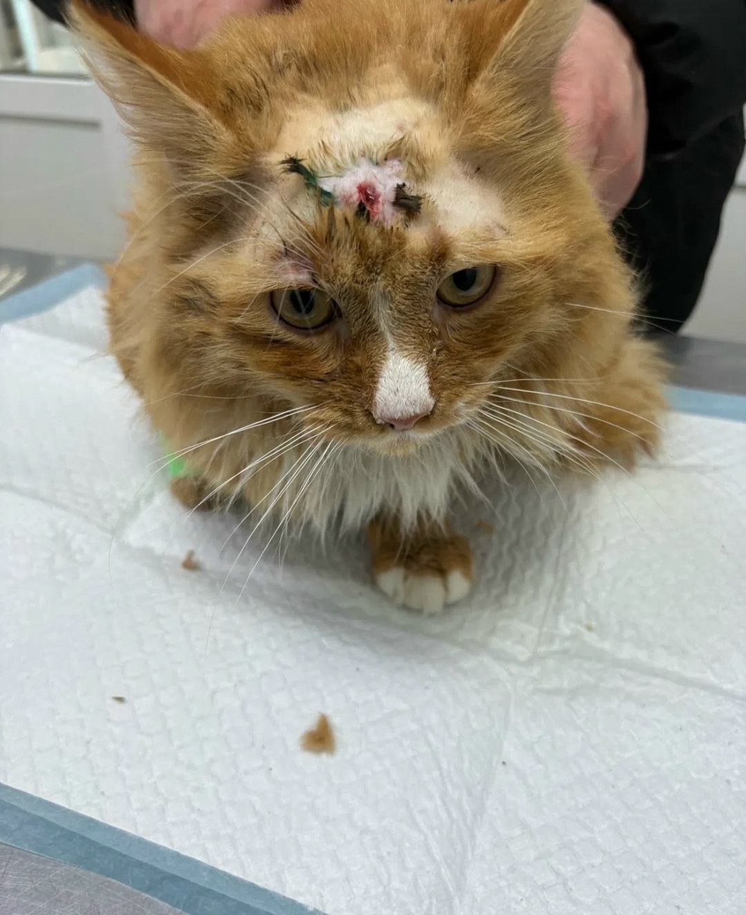 Пропала кошка в Курске — фото объявления