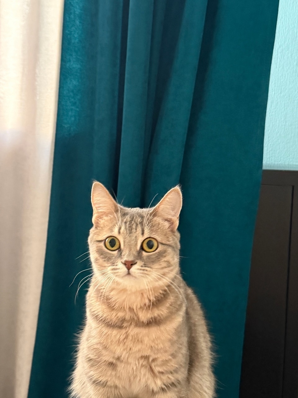 Пропала кошка в Курске — фото объявления