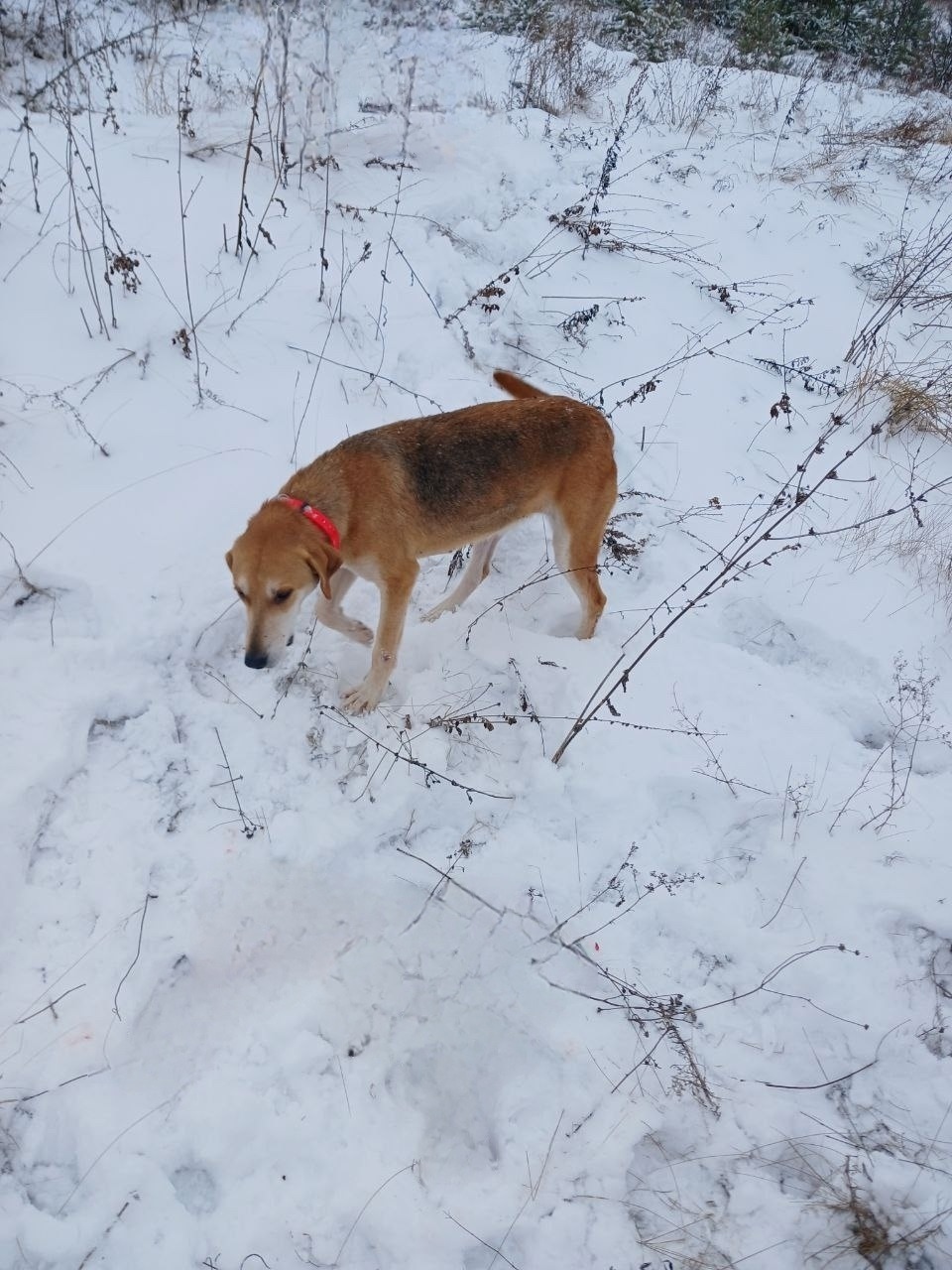 Пропала собака в Курске — фото объявления