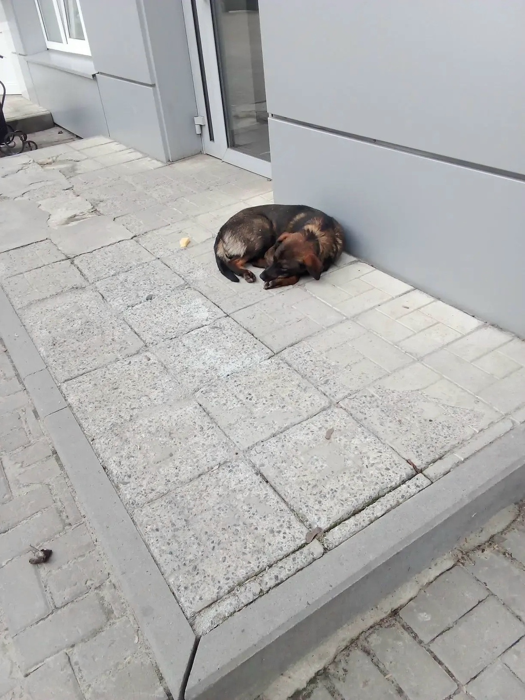 Найдена собака в Курске — фото объявления