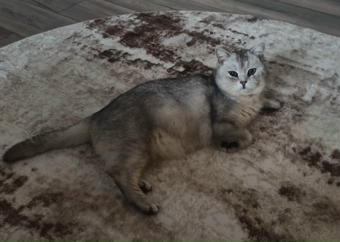 Пропала кошка в Курске — фото объявления