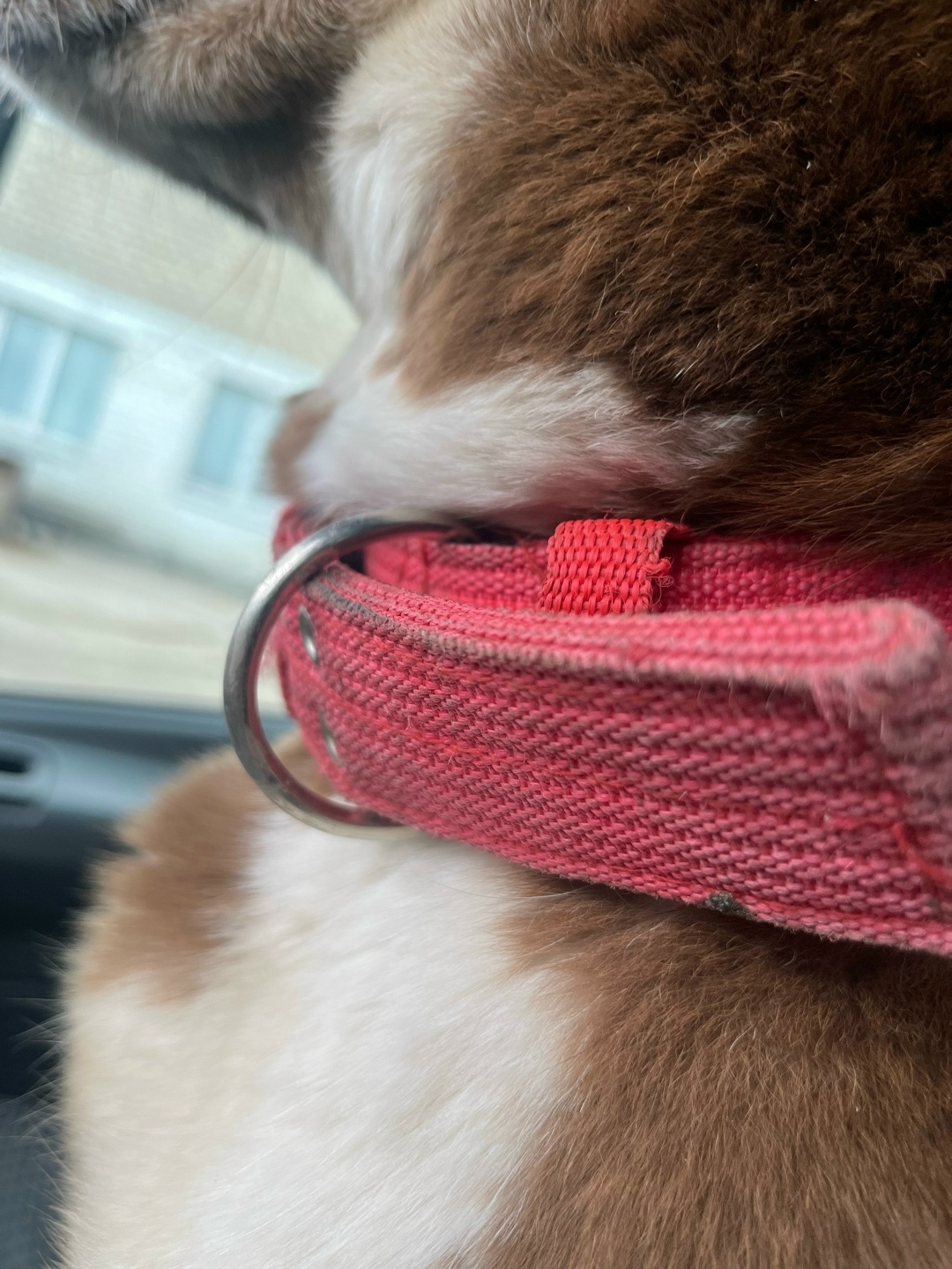 Найдена собака в Курске — фото объявления