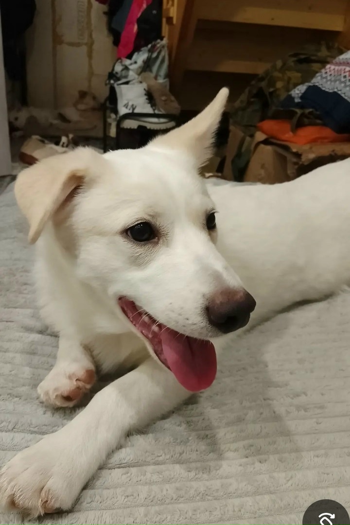 Пропала собака в Курске — фото объявления