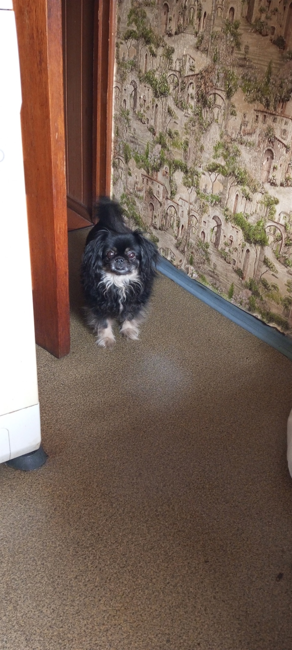 Пропала собака в Курске — фото объявления