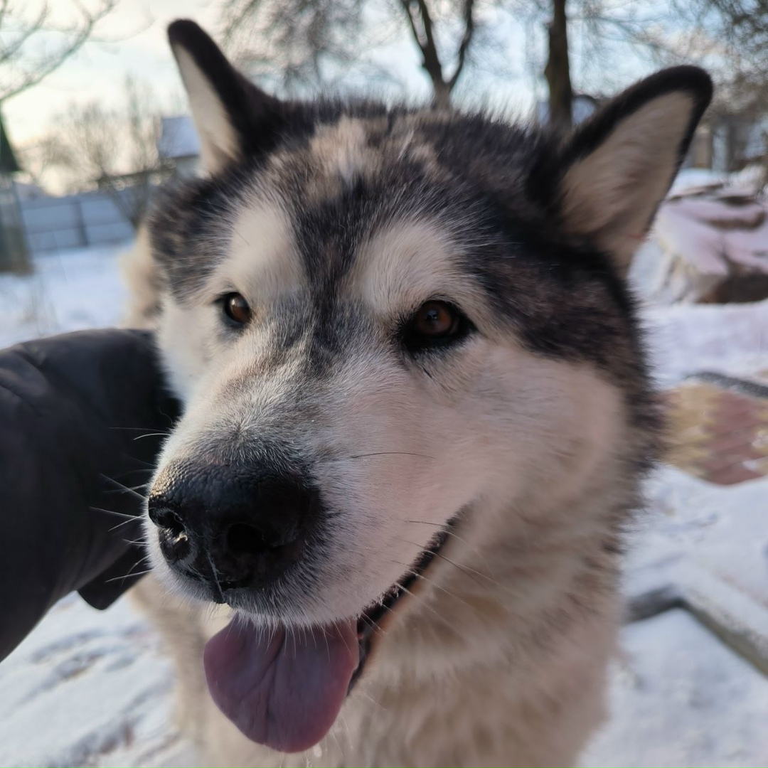 Найдена собака в Курске — фото объявления