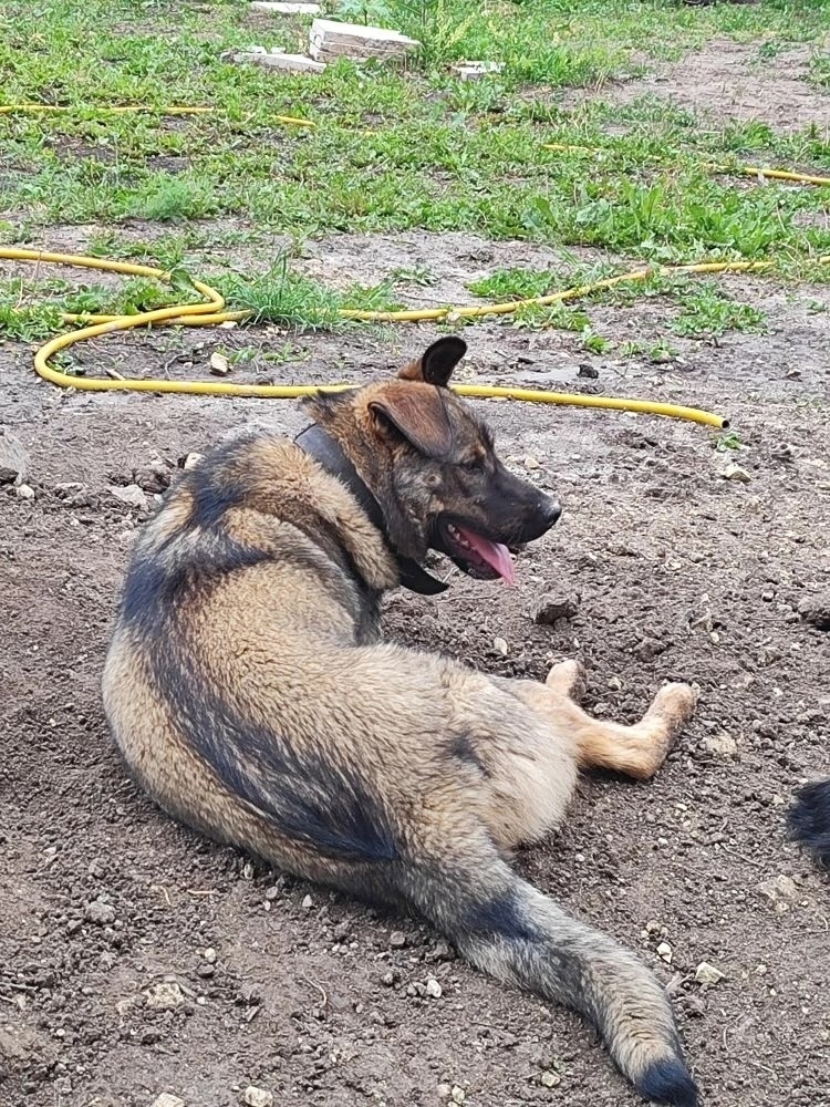 Пропала собака в Курске — фото объявления