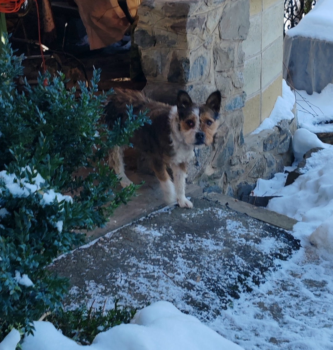 Найдена собака в Курске — фото объявления