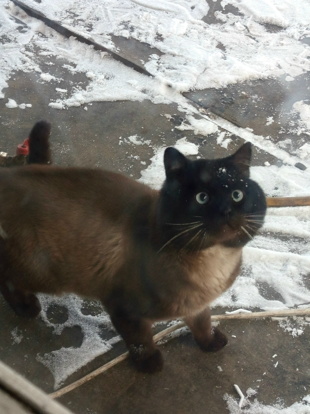 Найдена кошка в Курске — фото объявления