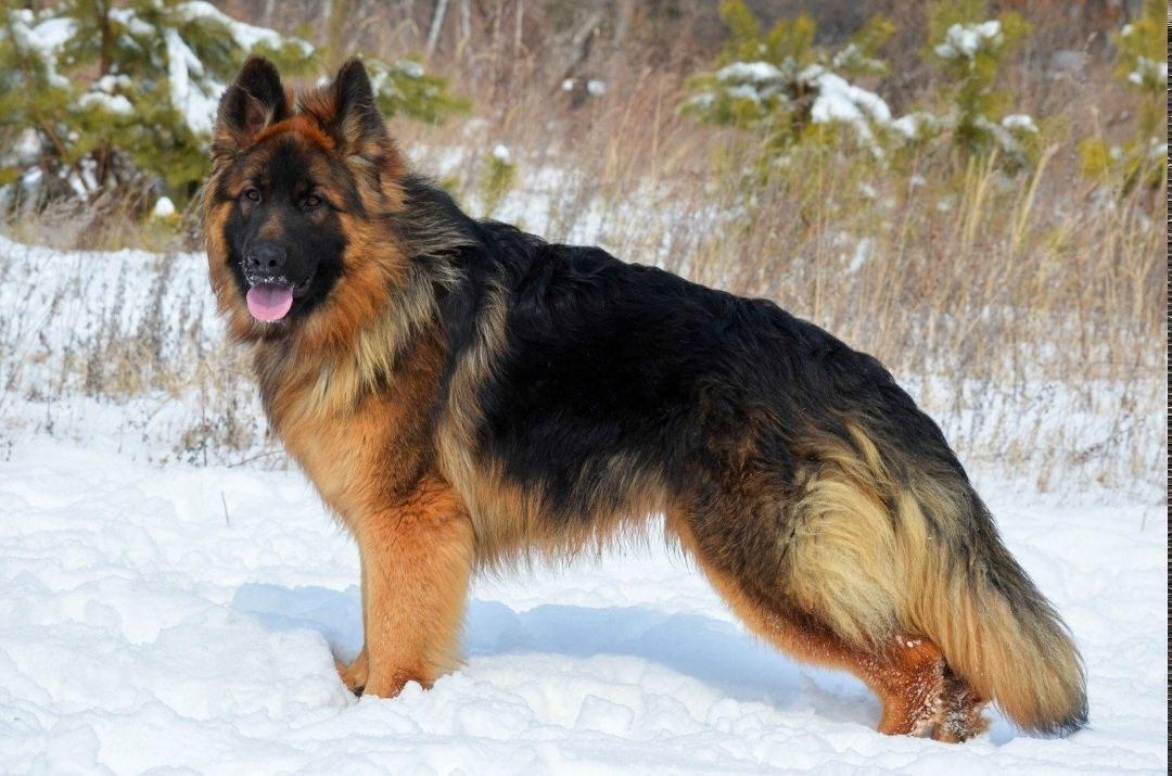 Найдена собака в Курске — фото объявления