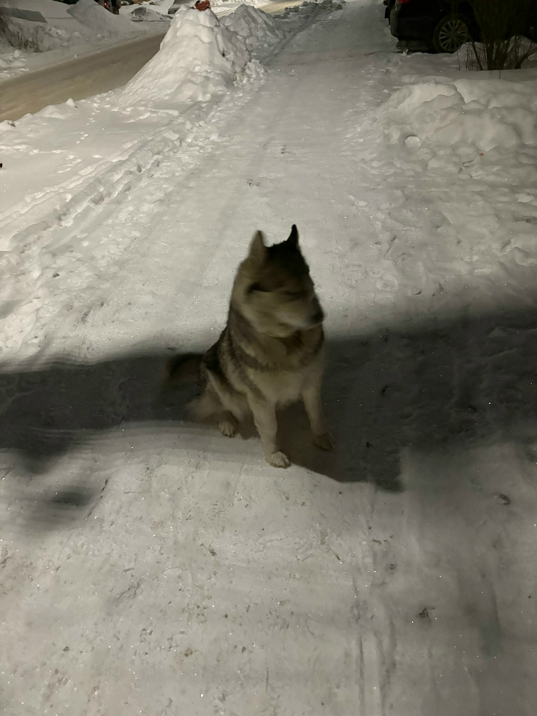 Найдена собака в Курске — фото объявления