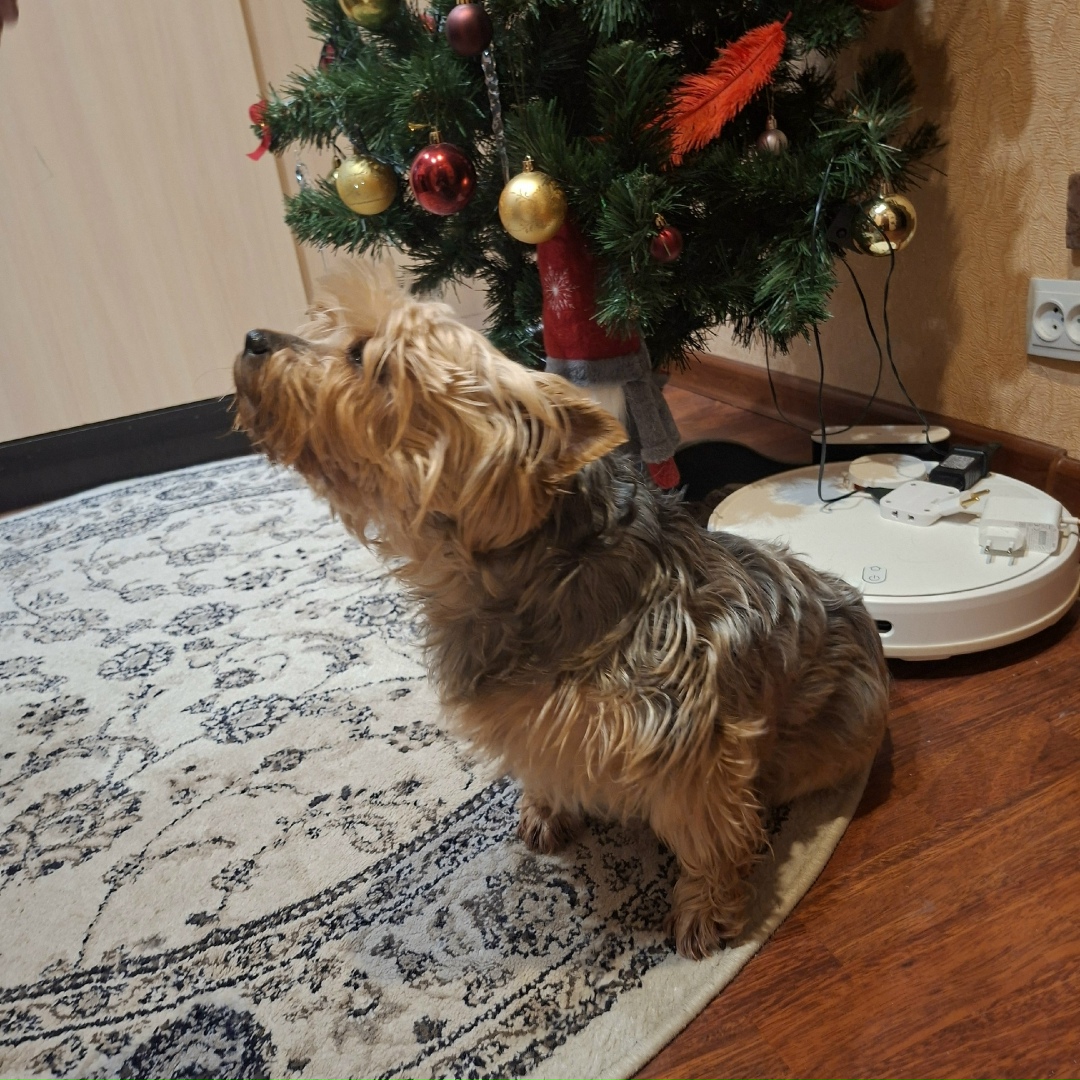 Найдена собака в Курске — фото объявления